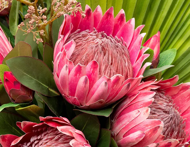 Try Our Designer Flowers for Free Floral Image